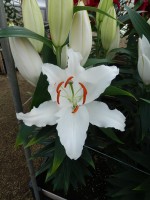 [5560 PO63 Seine No02.JPG]